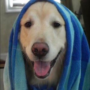 Meet your Posher, Abby